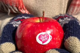 【希少品種】ピンクレディー®5kg箱｜冬の終わりに一番おいしい“大人のりんご”