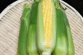 朝穫り直送!!スイートとうもろこし(6本)