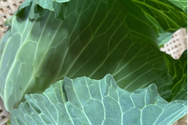 【福袋】朝どれ新鮮！ふくぶくろ野菜大入りセット