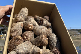 〜南国土佐旬便り〜あったかい太陽の恵みたっぷり！ねっとりしっとり里芋【2kg】