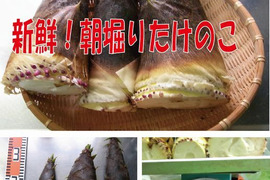 【最短発送】兵庫産朝掘りたけのこ2.6kg