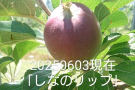 2025年予約販売始めます！「しなのリップ約5kg」「夏りんごの主役」！長野県オリジナル品種。果汁が多く甘味と酸味のバランスが良い。夏収穫りんごを食べるなら押さえておきたい品種です。お届け後冷蔵庫にて