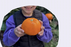 柑橘の大トロせとか