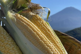 【半生熟成】スイートコーン10本【早朝収穫】