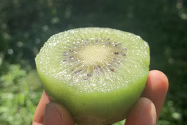 おまけ&レシピ付き！熟すと甘〜いグリーンキウイ！みつばちキウイ®中玉450g＋甘夏1個〈農薬・化学肥料不使用〉