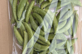 【訳あり特価】鹿児島県指宿産 スナップエンドウ 500g（霜凍）【約40g増量】