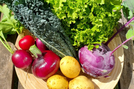 テーマは『カラフル&珍しい』野菜セット(野菜6種類入り)農薬・化学肥料不使用