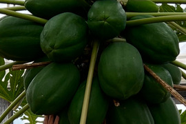 宮古島産🌴　パパイヤ ８kg