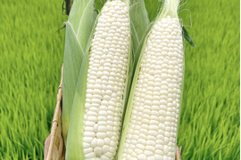 珍しい白色！ぎっしり上まで詰まった極甘皮付き白色とうもろこし(１０本)
