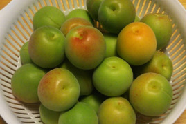 ✿ฺ ♬ ✿ฺlucky✿ฺ ♬ ✿ฺ　樹成り中熟~完熟　白加賀梅　10kg 2024daiiti_0077.jpg