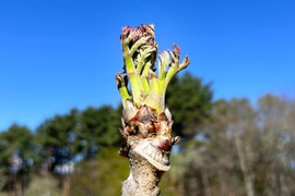 【4/18日発送分】たらの芽  300g【八ヶ岳の春をお届けします】