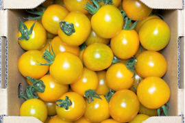 黄色ミニトマト 1kg【フルーツのようなあっさりとした甘み】熊本県産：ギフトメッセージ対応