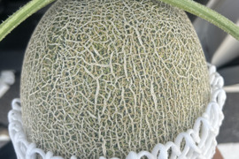 【完熟収穫】追熟の必要がないペルルメロン2玉