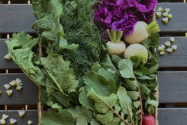 奥飛騨の朝採れ自然栽培野菜とハーブのセット　５～７種類　約１～２kg