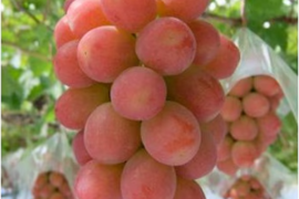 📺フジ「サン！シャイン」で紹介📺幻の牧丘天空サンシャインレッド🍇すでに1年待ち早い者勝ち！雲海を見下ろす標高約1000m天空ブランド【敬老の日ギフト】【朝どれ高級ぶどう】2026年9月中旬～順次発送