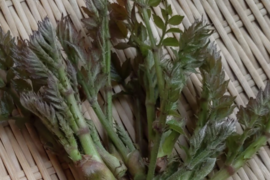 【予約受付中】山菜の王様タラの芽　250g