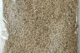 お試し「夢つくし」(玄米500g) 農薬・除草剤不使用の特別栽培米（福岡エコ農産物認証）リンゴガイ農法で安全・安心・美味
