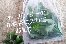 【単品☆メール便】オリーブ生葉100枚  オリーブリーフ🌿オーガンジー袋入り🌿抗菌抗ウィルス効果🌿【自然栽培】葉っぱ部のみ🌿オリーブ茶 オリーブティー ハーブティー 🏣レターパックライト