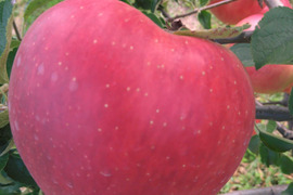 華宝 (かほう) あま～い大玉りんご 2.5kg (5～10個)