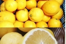 採れたて新鮮‼️【食べるレモン】スウィートレモネード❣溢れる果汁！