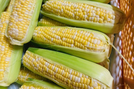 農薬化学肥料不使用※ドルチェドリーム2Kg