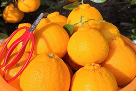 デコっと不知火【サイズ混合】5kg（箱込）