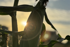 朝採り、当日発送！🌞甘みたっぷりスイートコーン！🌽12本入り【令和7年6月発送・予約限定】