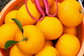 段々畑の甘夏🍊『ご家庭用』5kg