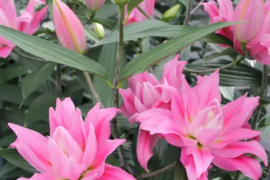 5～6月収穫後順次発送　八重ユリ3本　”カダンゴ”　濃いピンク　新潟県産ユリ切り花　 　※北海道・沖縄県配送不可※