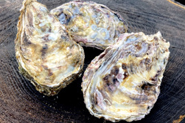 厳選 能登かき 奥原プレミアム ハズレのない一軍だけ!安心の生食用をタップリ一斗缶で!蒸し牡蠣にぴったりのLサイズ(60個前後を満載)ワンランク上の牡蠣をお探しの方に