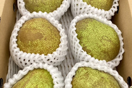 【2箱同梱】ラ・フランス 訳あり２kg×２箱 ４〜７玉入り ２Lサイズ以上のみ！