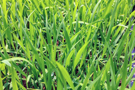 【栽培期間中農薬不使用・玄米2kg ＆ぬか500ｇ】特別栽培米コシヒカリ・令和4年産