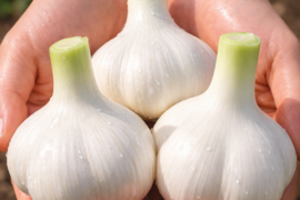 【農家体験！】にんにくの王様　青森にんに『白玉王』の“生”にんにく大玉2kg
「生にんにく、食べたことありますか？」【贈答用】