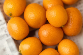 キンカン（金柑）1キロ
