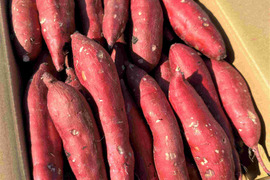 低温熟成保管!!茨城県産紅はるかＭサイズ5㎏　さつまいも　サツマイモ