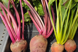 🌱畑直送！「食べる輸血」採れたて葉付きビーツ2種食べ比べセット約2kg🌱｜【朝どれ】収穫そのままお届け！畑の鮮度そのまま✨｜農薬・化成肥料不使用｜✨