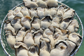 旬です！お待たせしました！　広島産生牡蠣むきみ　700g　生食用　１粒ずつ手で選別します！　清浄海域　垂下式