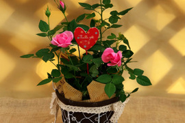 早割価格!!【 母の日ギフト 】コルダーナローズ・4号バスケット植え　発送4/27-5/8