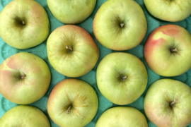 【予約受付11月上旬発送！】青森県産りんご「ぐんま名月」家庭用 キズ有 約10kg(5kg×2箱)【光センサー選果・高リピート率】