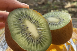 【今だけ10％増量】甘っ！ グリーンキウイの概念が変わる〈みつばちキウイ®〉家庭用 3kg+300g（33～66個）農薬・化学肥料不使用