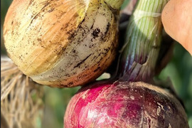 【今しか手に入らない！】葉玉ねぎと旬の野菜セット （標準サイズ）