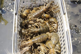 有明海産の極上珍味！アナジャコ、シャク！漁師直送！