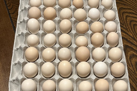 ❗️期間限定❗️
烏骨鶏のたまご42個＋割れ補償6個
合計48個がこの価格‼️