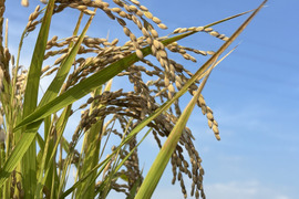 清流吉野川の恵み🌾  令和８年産　新米コシヒカリ  【玄米２０㎏】