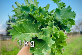 【生でも美味！】道産自然栽培ケール・1kg / カーリー&レッドロシアン（草の力だけで栽培したこだわりの無肥料野菜）