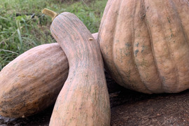 草と菌、天水で育てた 島かぼちゃ（八丈島系）　3kg