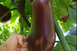 茄子好きには溜まらない！奥三河伝統野菜　天狗茄子5ｋ（5本～8本）