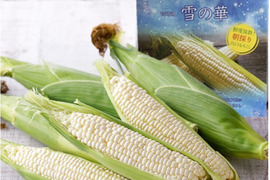 抜群の甘さ✨【朝採り即日発送】白いとうもろこし10本セット