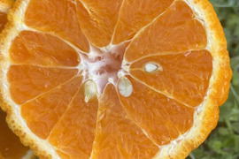 不知火（デコポン）