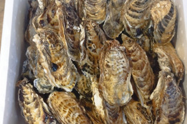 新物　バラ牡蠣　 生食可　10kg （70個から90個くらい）